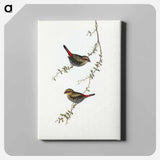 Red-eared Finch
 - オーストラリアの鳥 Canvas.