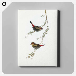 アートパネル-Red-eared Finch
 - オーストラリアの鳥 Canvas.