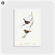 アートポストカード-Red-eared Finch
 - オーストラリアの鳥 Postcard.