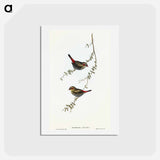 アートポストカード-Red-eared Finch
 - オーストラリアの鳥 Postcard.