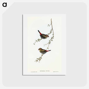 アートポストカード-Red-eared Finch
 - オーストラリアの鳥 Postcard.