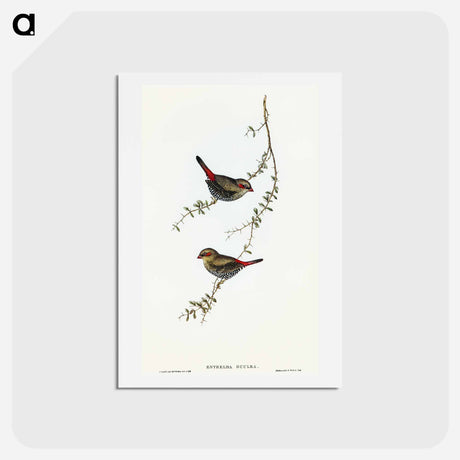 アートポストカード-Red-eared Finch
 - オーストラリアの鳥 Postcard.