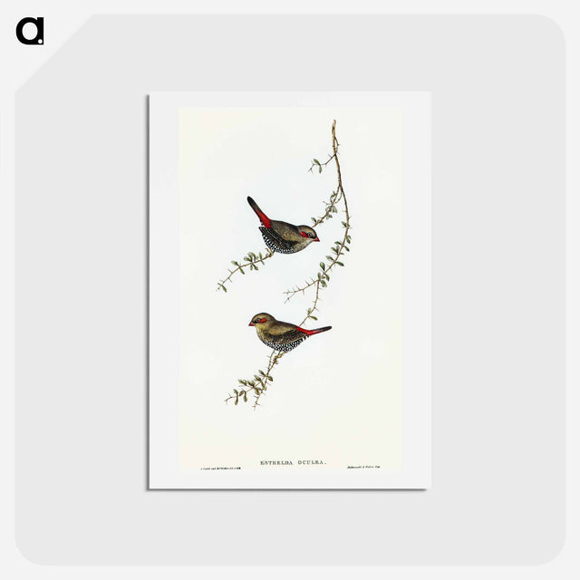 アートポストカード-Red-eared Finch
 - オーストラリアの鳥 Postcard.