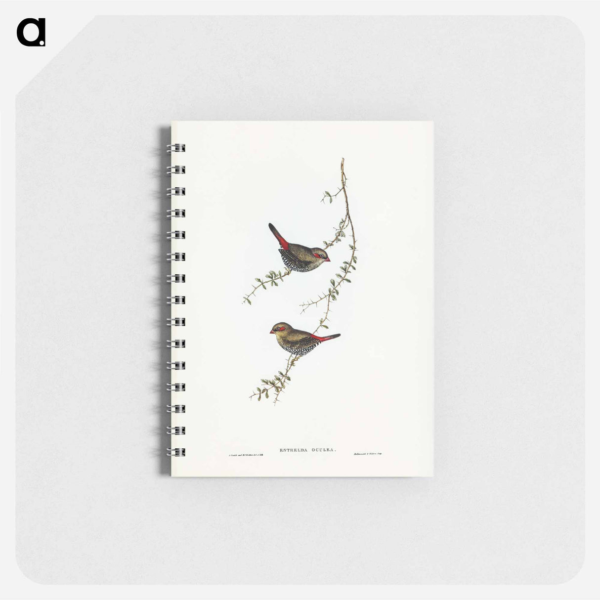 アートメモ帳-Red-eared Finch
 - オーストラリアの鳥 Memo.