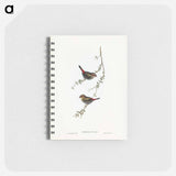 アートメモ帳-Red-eared Finch
 - オーストラリアの鳥 Memo.