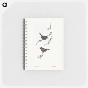 アートメモ帳-Red-eared Finch
 - オーストラリアの鳥 Memo.