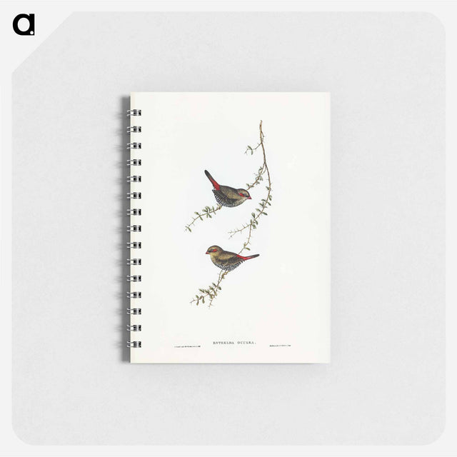 アートメモ帳-Red-eared Finch
 - オーストラリアの鳥 Memo.