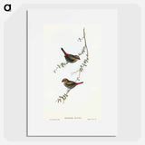 アートポスター-Red-eared Finch
 - オーストラリアの鳥 Poster.