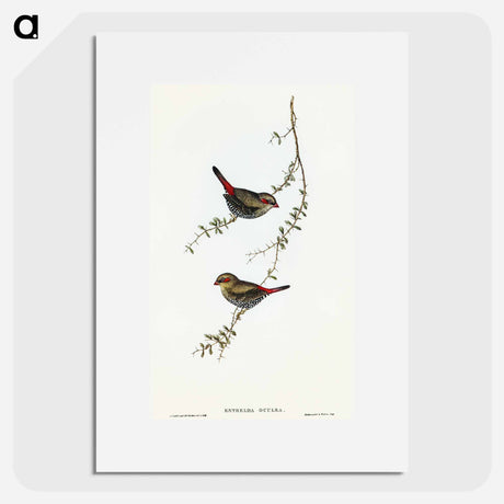 アートポスター-Red-eared Finch
 - オーストラリアの鳥 Poster.