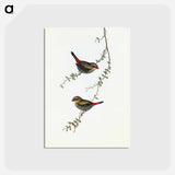 アートポストカード-Red-eared Finch
 - オーストラリアの鳥 Postcard.