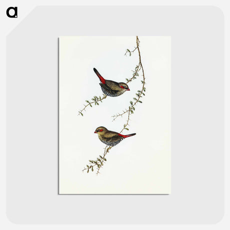 アートポストカード-Red-eared Finch
 - オーストラリアの鳥 Postcard.