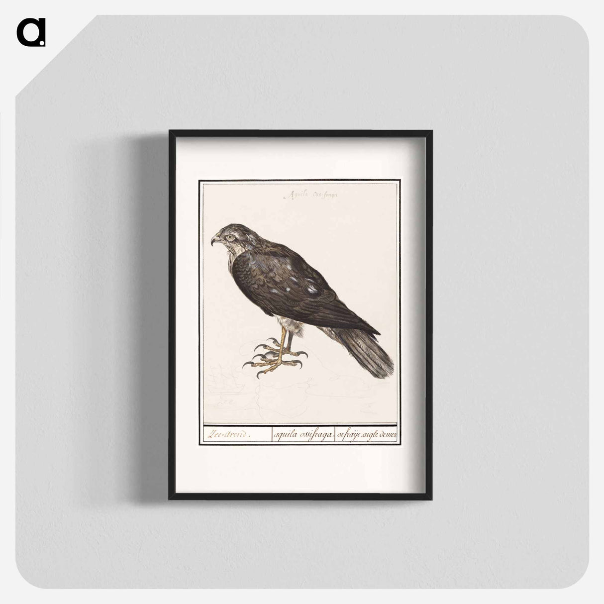 Eurasian Sparrowhawk - アンセルムス ボエティウス デ ブート Poster.