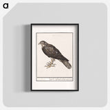 Eurasian Sparrowhawk - アンセルムス ボエティウス デ ブート Poster.
