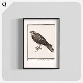 アートポスター-Eurasian Sparrowhawk - アンセルムス ボエティウス デ ブート Poster.