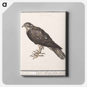 アートパネル-Eurasian Sparrowhawk - アンセルムス ボエティウス デ ブート Canvas.