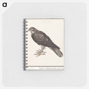 アートメモ帳-Eurasian Sparrowhawk - アンセルムス ボエティウス デ ブート Memo.