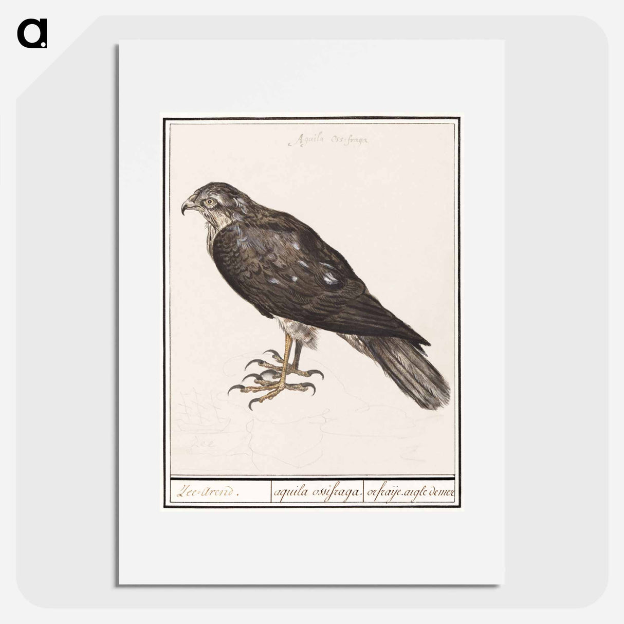 Eurasian Sparrowhawk - アンセルムス ボエティウス デ ブート Poster.