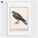 Eurasian Sparrowhawk - アンセルムス ボエティウス デ ブート Poster.