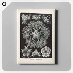 アートパネル-Marine life illustration - エルンスト ヘッケル Canvas.