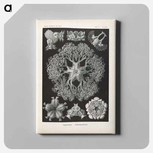 Marine life illustration - エルンスト ヘッケル Canvas.