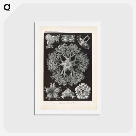 アートポストカード-Marine life illustration - エルンスト ヘッケル Postcard.