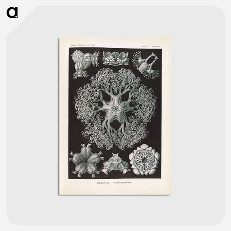 アートポストカード-Marine life illustration - エルンスト ヘッケル Postcard.