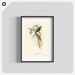 アートポスター-Orange-bellied Grass-Parrakeet
 - ジョン グールド Poster.