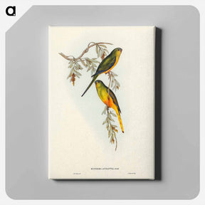 アートパネル-Orange-bellied Grass-Parrakeet
 - ジョン グールド Canvas.