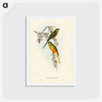 アートポストカード-Orange-bellied Grass-Parrakeet
 - ジョン グールド Postcard.