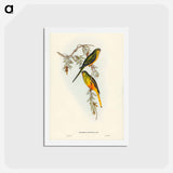 アートポストカード-Orange-bellied Grass-Parrakeet
 - ジョン グールド Postcard.