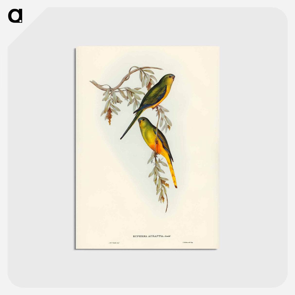 アートポストカード-Orange-bellied Grass-Parrakeet
 - ジョン グールド Postcard.