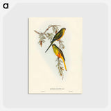 アートポストカード-Orange-bellied Grass-Parrakeet
 - ジョン グールド Postcard.