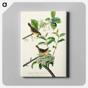 アートパネル-Yellow-breasted Warbler
 - ジョン ジェームス オーデュボン Canvas.