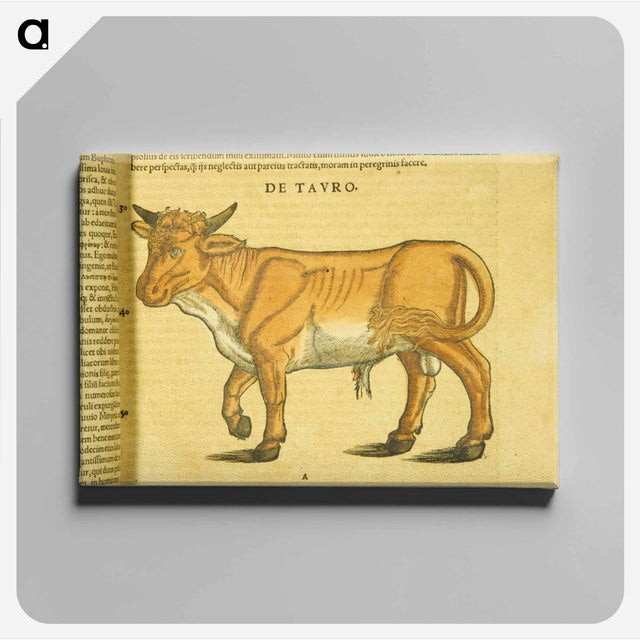 アートパネル-Taurus in Profile
 - 国立医学図書館 Canvas.
