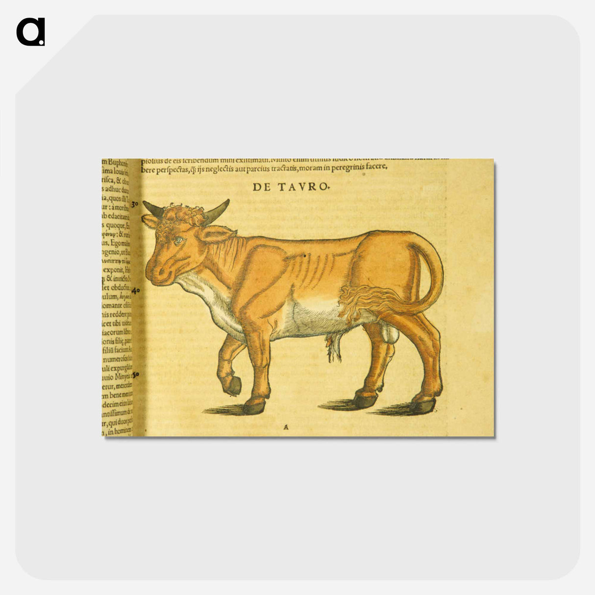 アートポストカード-Taurus in Profile
 - 国立医学図書館 Postcard.