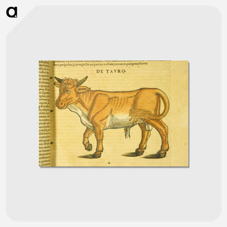 アートポストカード-Taurus in Profile
 - 国立医学図書館 Postcard.