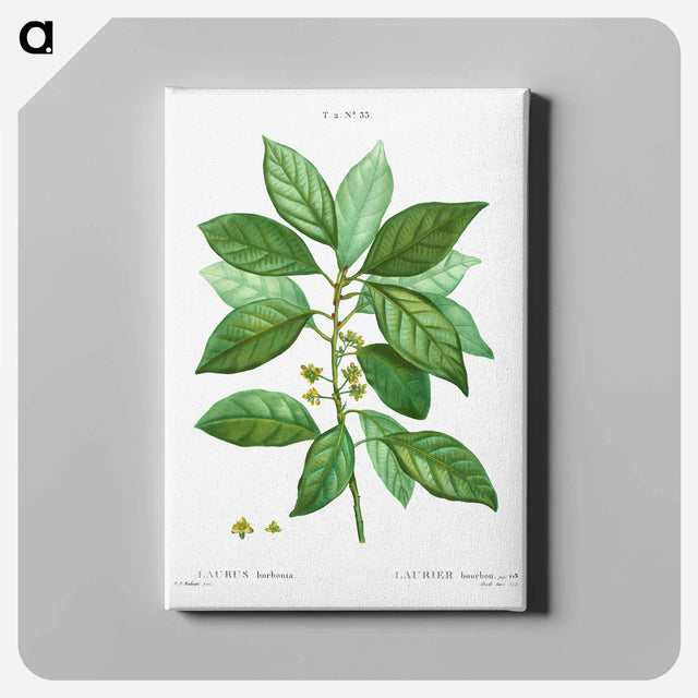 アートパネル-Laurus borbonia - ピエール ジョゼフ ルドゥーテ Canvas.