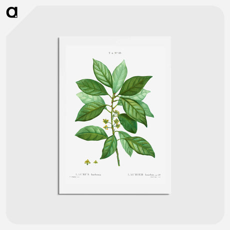 アートポストカード-Laurus borbonia - ピエール ジョゼフ ルドゥーテ Postcard.