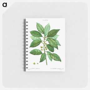 アートメモ帳-Laurus borbonia - ピエール ジョゼフ ルドゥーテ Memo.