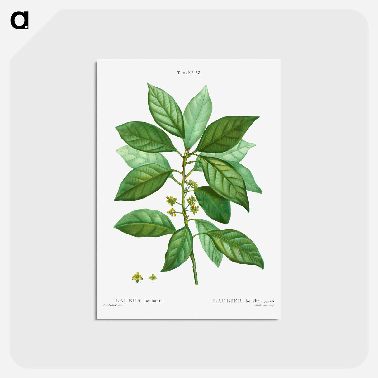 アートポストカード-Laurus borbonia - ピエール ジョゼフ ルドゥーテ Postcard.