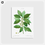 アートポストカード-Laurus borbonia - ピエール ジョゼフ ルドゥーテ Postcard.