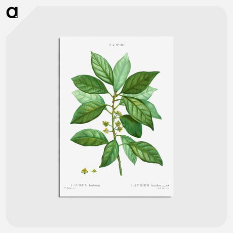 アートポストカード-Laurus borbonia - ピエール ジョゼフ ルドゥーテ Postcard.