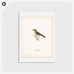 アートポストカード-Tree Warbler
 - スヴェンスカ フォグラル Postcard.