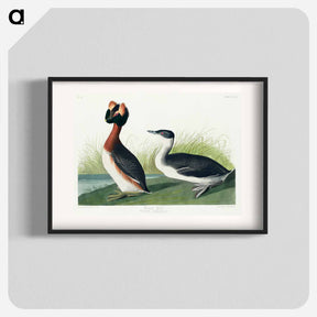 アートポスター-Horned Grebe from Birds of America
 - アメリカの鳥たち Poster.