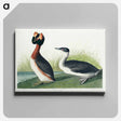 アートパネル-Horned Grebe from Birds of America
 - アメリカの鳥たち Canvas.