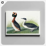 アートパネル-Horned Grebe from Birds of America
 - アメリカの鳥たち Canvas.