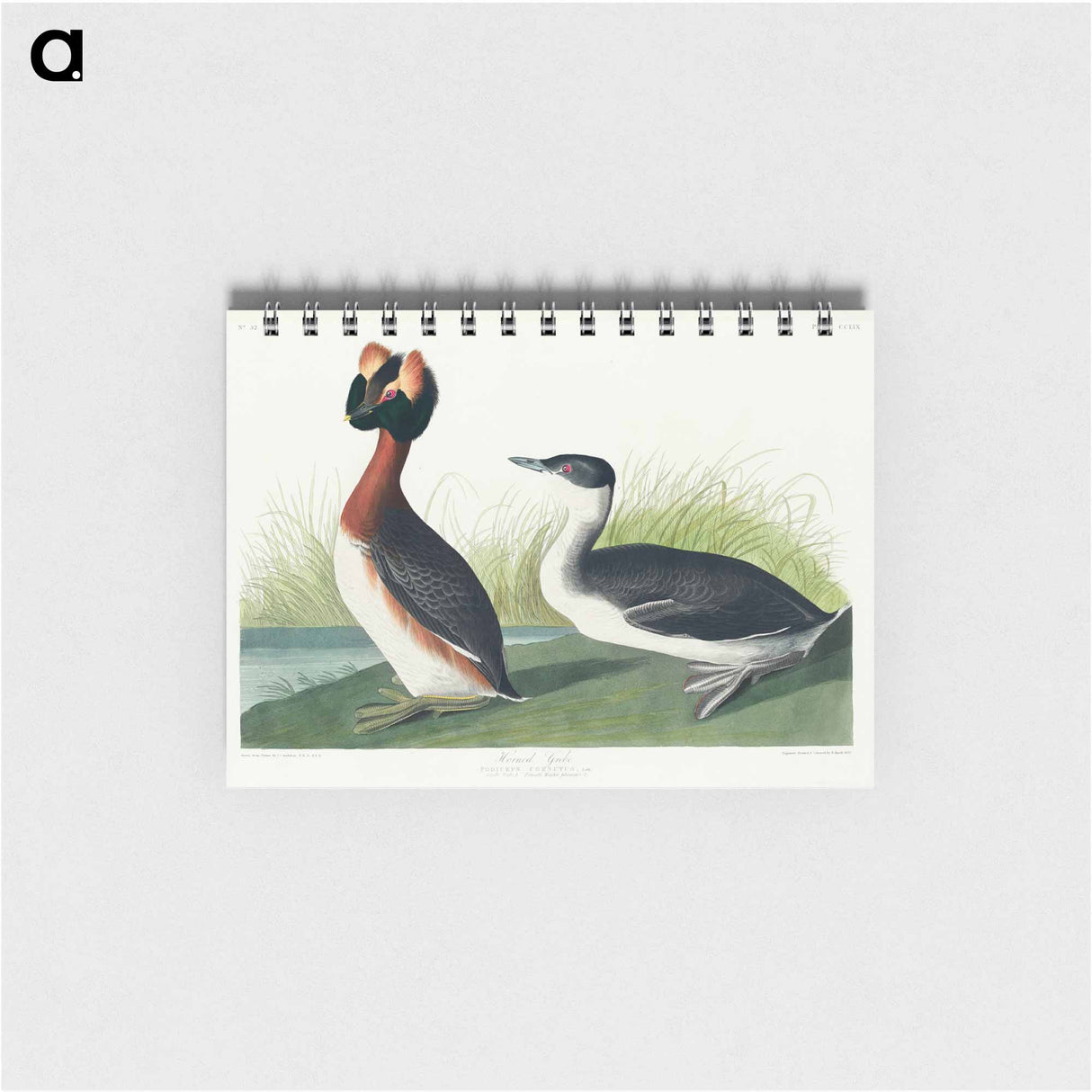 アートメモ帳-Horned Grebe from Birds of America
 - アメリカの鳥たち Memo.