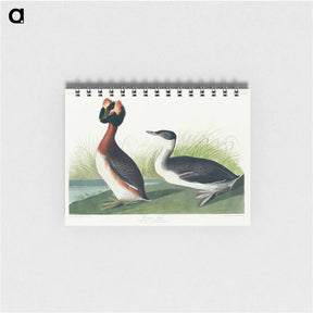 アートメモ帳-Horned Grebe from Birds of America
 - アメリカの鳥たち Memo.