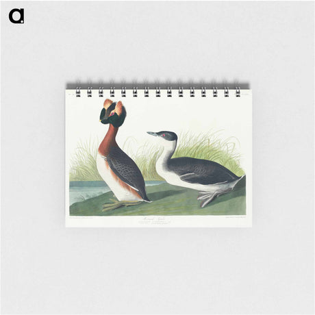 アートメモ帳-Horned Grebe from Birds of America
 - アメリカの鳥たち Memo.