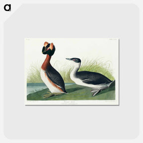 アートポストカード-Horned Grebe from Birds of America
 - アメリカの鳥たち Postcard.